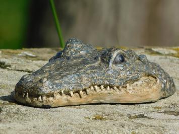 Crocodile head - Polystone - Detailed