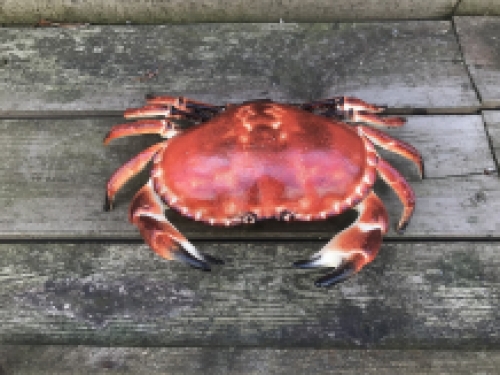A cast iron crab as a box, jewelry box, very nice!