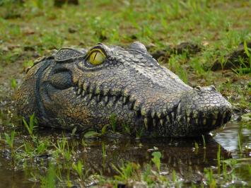 Crocodile head - 35 cm - Polystone