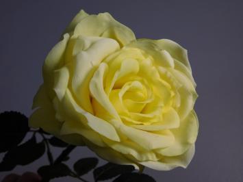Artificial flower Rose Steel - Yellow - 36 cm