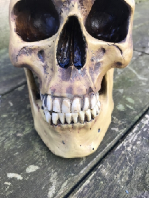 Decoratieve Schedel - Skull - Polystone - 23 cm