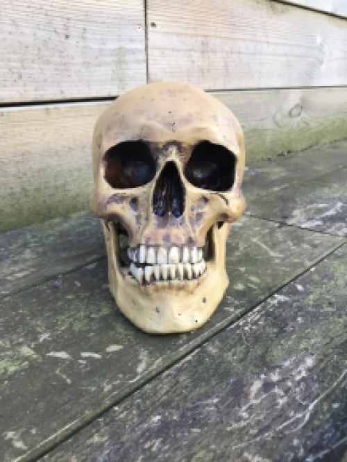 Decoratieve Schedel - Skull - Polystone - 23 cm