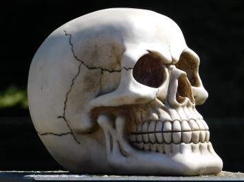 Levensgrote Schedel - Polystone - Decoratie