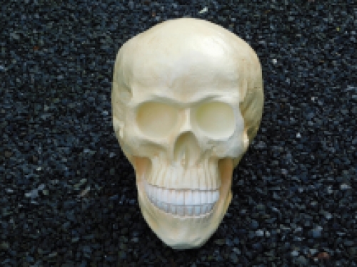 Schedel XL - polystone - skull