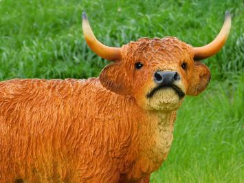 Scottish Highlander - 60 cm - Polystone