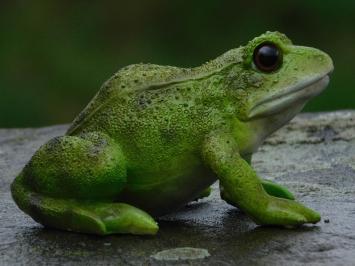 Set of 2 Frogs - Polystone - Highly Detailed