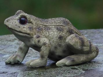 Set of 2 Frogs - Polystone - Highly Detailed