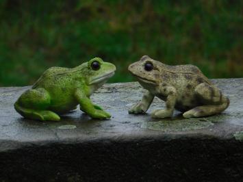 Set of 2 Frogs - Polystone - Highly Detailed