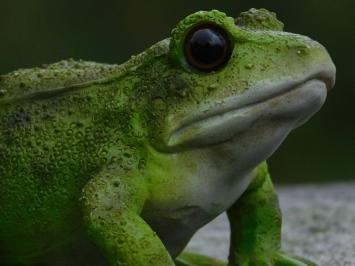 Set of 2 Frogs - Polystone - Highly Detailed