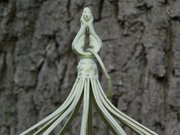 Set Vogelkäfige – 2 Stück – Vintage White – Eisen