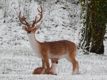 Set of 2 Sika deer - Small and Large - Detailed