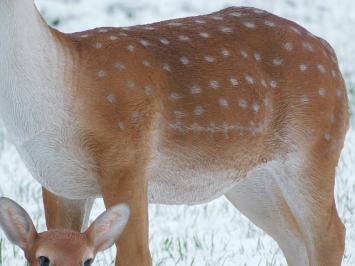 Set of 2 Sika deer - Small and Large - Detailed