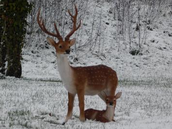 Set of 2 Sika deer - Small and Large - Detailed