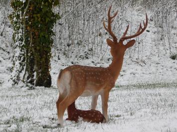 Set of 2 Sika deer - Small and Large - Detailed