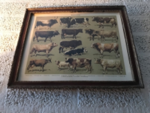 Een document met hierop runderrassen, koe en stier - rassen