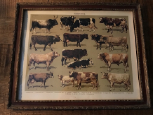 Een document met hierop runderrassen, koe en stier - rassen