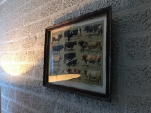 Een document met hierop runderrassen, koe en stier - rassen