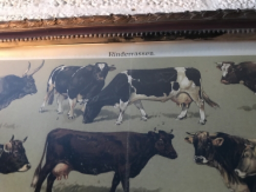 Een document met hierop runderrassen, koe en stier - rassen