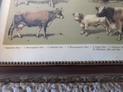 Een document met hierop runderrassen, koe en stier - rassen