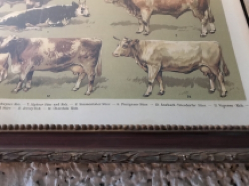 Een document met hierop runderrassen, koe en stier - rassen