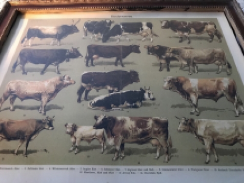 Een document met hierop runderrassen, koe en stier - rassen