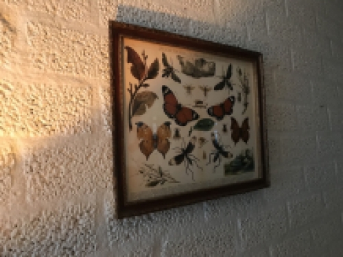 Een document met hierop verscheidene insecten met hierbij uitleg, Duits