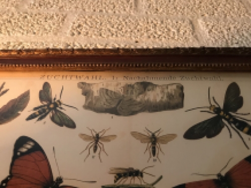 Een document met hierop verscheidene insecten met hierbij uitleg, Duits