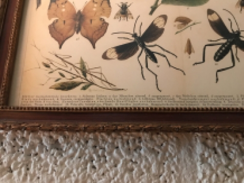 Een document met hierop verscheidene insecten met hierbij uitleg, Duits