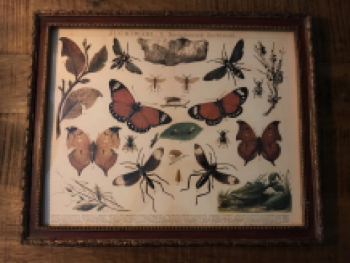 Een document met hierop verscheidene insecten met hierbij uitleg, Duits